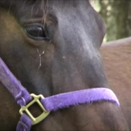 Narrow Gate Youth Ranch
