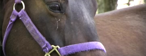 Narrow Gate Youth Ranch